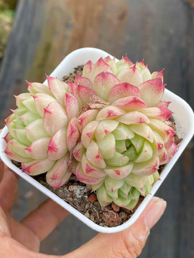 多肉植物 フェンフェイ 24株セット 2.5号鉢 品番AA00014