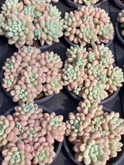多肉植物 キャビア 30株セット 3号鉢 品番AA00077