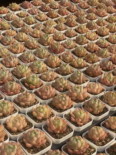 多肉植物 ダイヤモンドジェニー 50株セット 2.5号鉢 品番AA00008