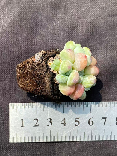 多肉植物 ラウル 72株セット 品番AB0084