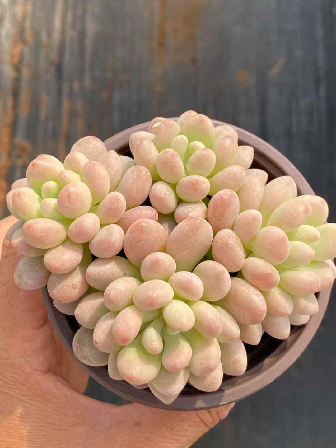 多肉植物 ロココ 18株セット 3号鉢 品番AA00038