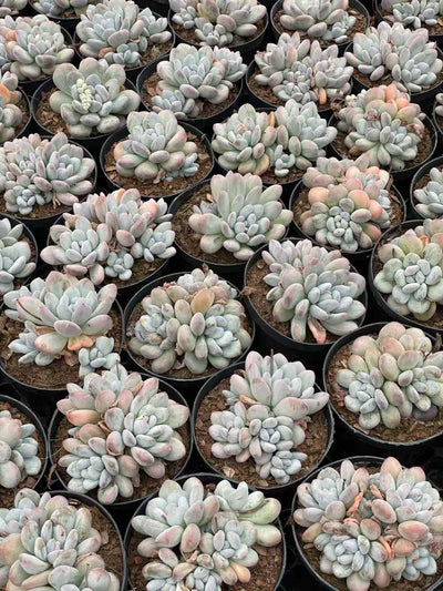 多肉植物 パフューム 12株セット 5号鉢 品番AA00052