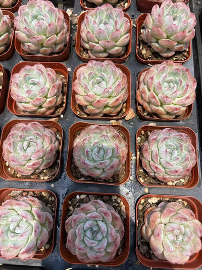 多肉植物 せつぎょく 50株セット 2.5号鉢 品番AD00069