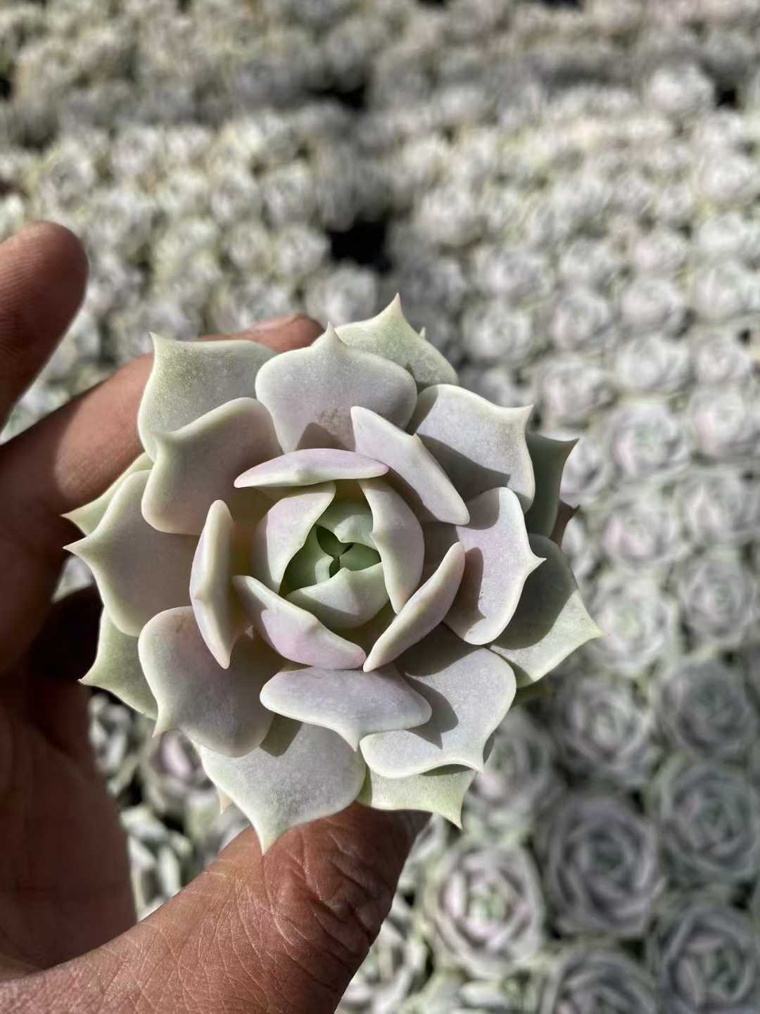 多肉植物 ルナレン55シャープ 54株セット 2号鉢 品番AF00055