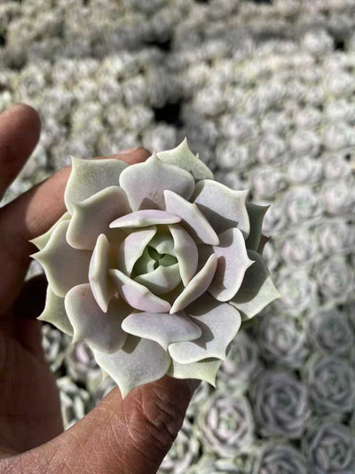 多肉植物 ルナレン55シャープ 54株セット 2号鉢 品番AF00055