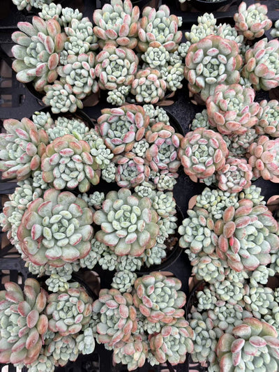多肉植物 モメイ 50株セット 2号鉢 品番AD00015