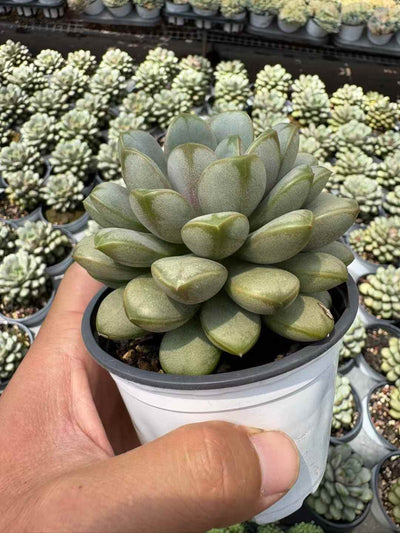 多肉植物 ぶどう 30株セット 3号鉢 品番AD00214