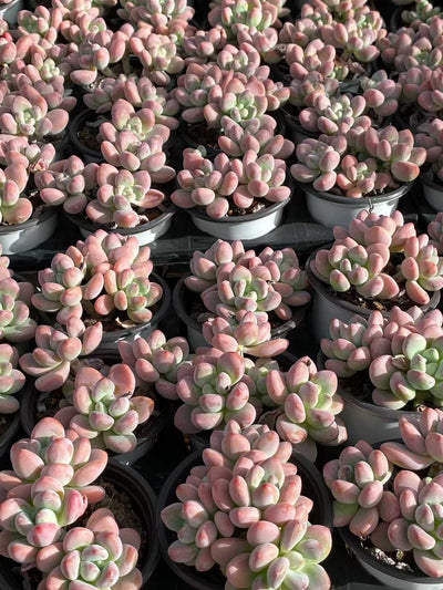 多肉植物 ルオシェン 18株セット 3号鉢 品番AA00134