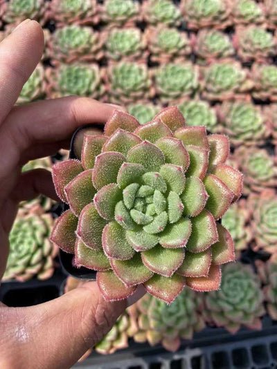 多肉植物 キャロル 54株セット 2.5号鉢 品番AF00021