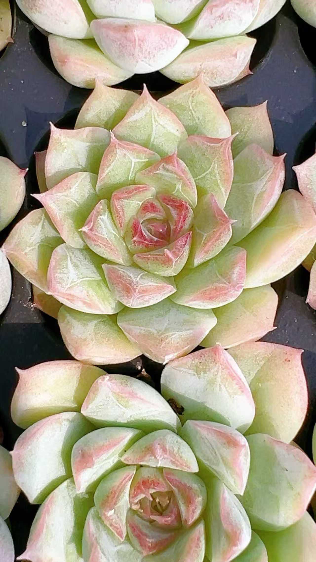 多肉植物 トウシュン 128株セット 品番AH00029