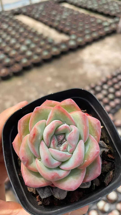 多肉植物 イチゴパフェ 50株セット 2.5号鉢 品番AE00011