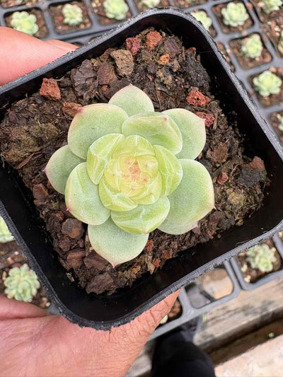 多肉植物 ほうれんとう 18株セット 2.5号鉢 品番AD00165
