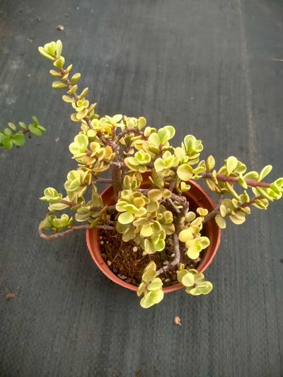 多肉植物 ガラクノマイ 24株セット 4号鉢 品番ZG00030