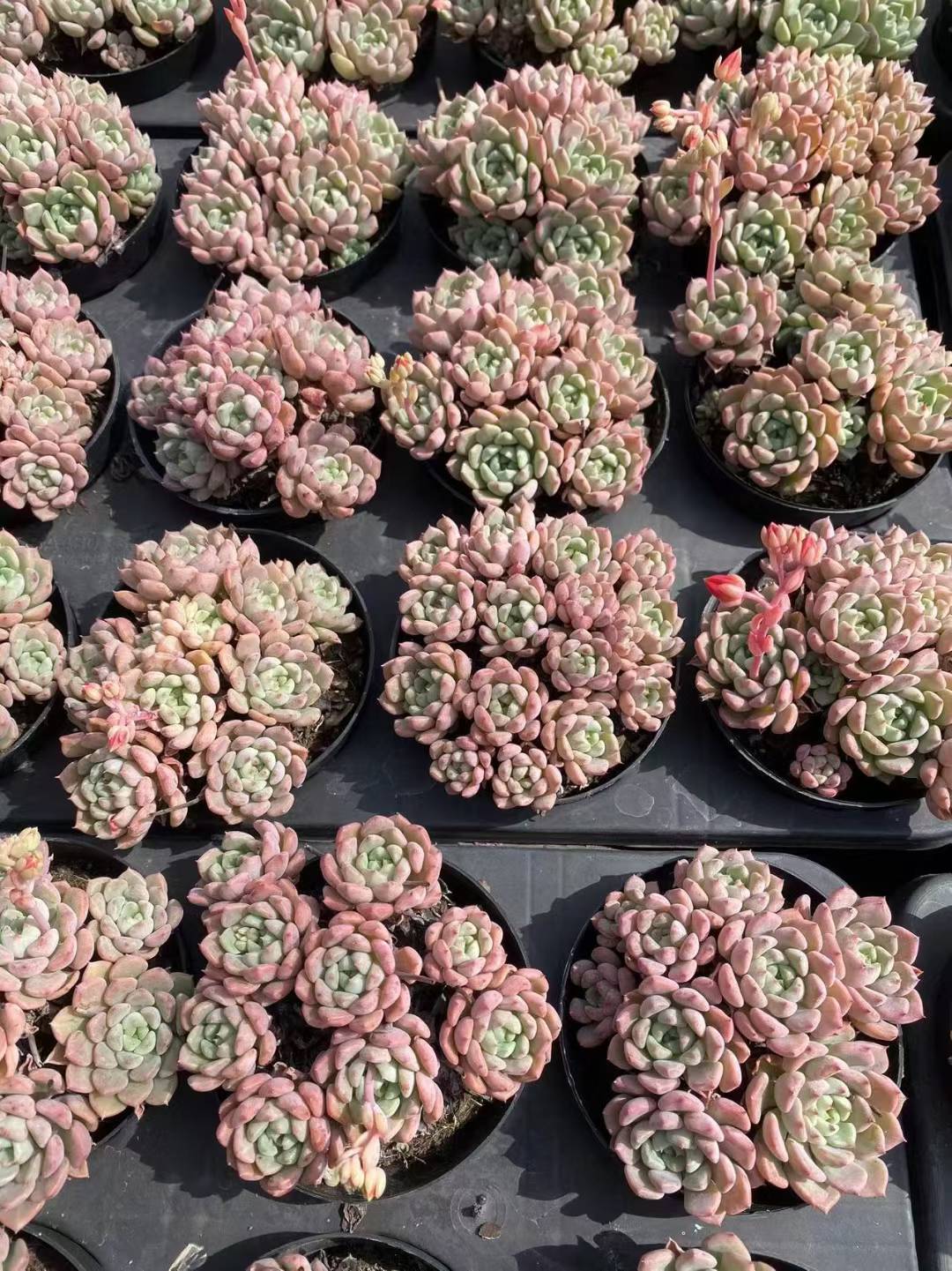 多肉植物 カワイイポッポ 36株セット 3号鉢 品番AF00016