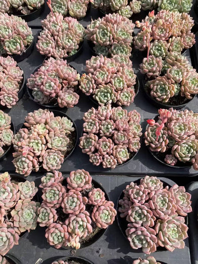 多肉植物 カワイイポッポ 36株セット 3号鉢 品番AF00016