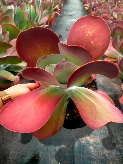 多肉植物 トウイン 12株セット 5号鉢 品番ZG00036