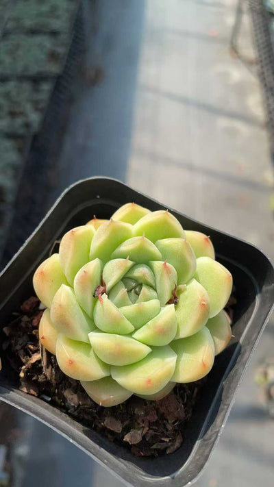 多肉植物 ムギワラ 50株セット 2.5号鉢 品番AE00016