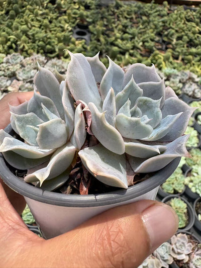 多肉植物 ルナ 36株セット 3号鉢 品番AD00175