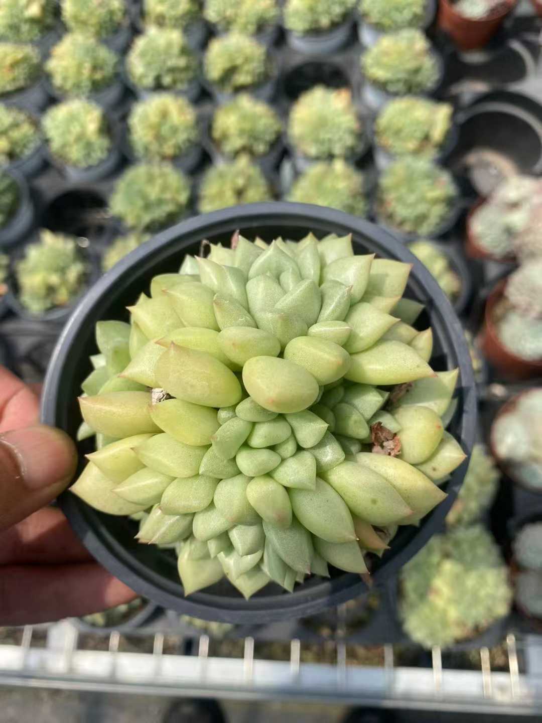 多肉植物 ゾウゲグン 15株セット 4号鉢 品番AF00004