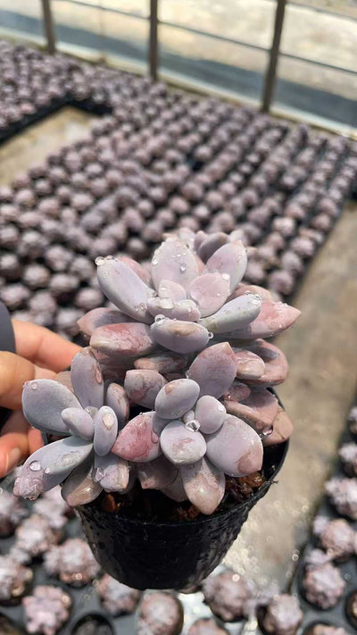 多肉植物 トウソウ 15株セット 3号鉢 品番AE00054