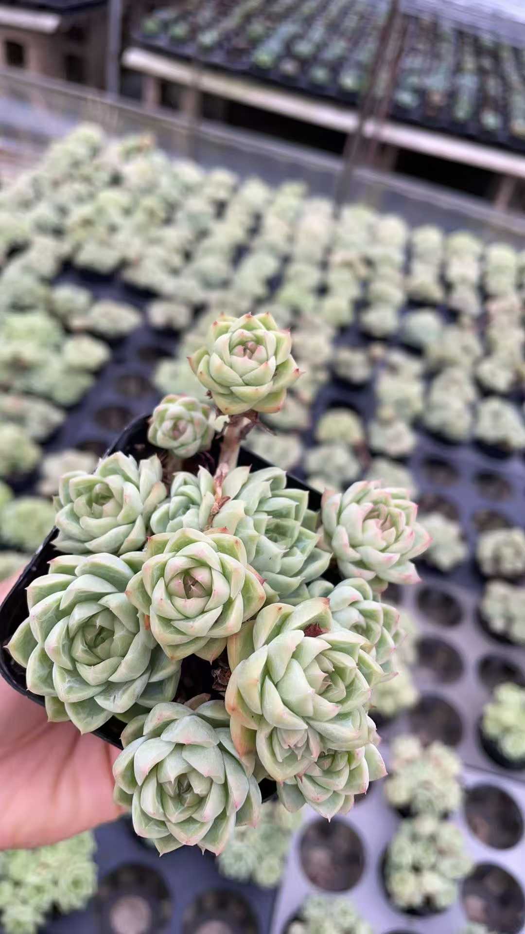 多肉植物 ジョオウ 50株セット 2.5号鉢 品番AE00025