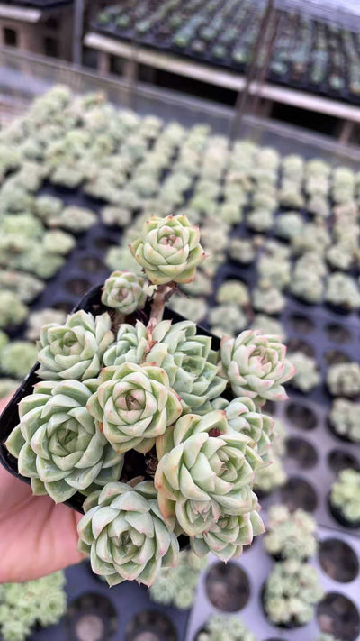 多肉植物 ジョオウ 50株セット 2.5号鉢 品番AE00025