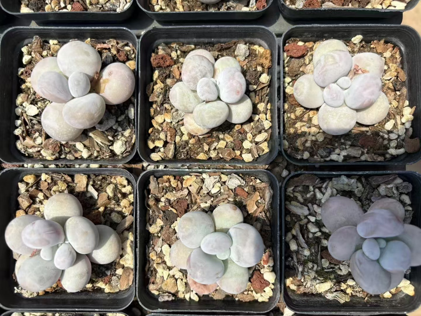 多肉植物 ちーず 50株セット 2.5号鉢 品番AD00076