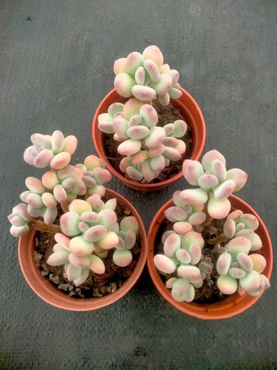 多肉植物 ショウロウショウミカヅキビジン 35株セット 3号鉢 品番ZG00048