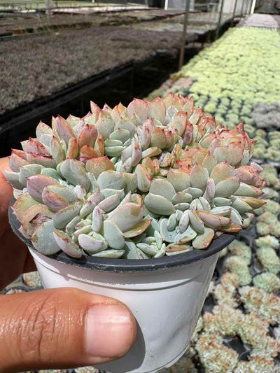 多肉植物 はくほうざつけい 18株セット 3号鉢 品番AD00219