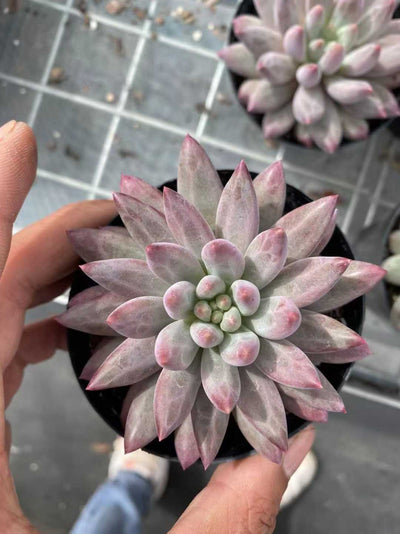 多肉植物 チェリー 35株セット 3号鉢 品番AF00041