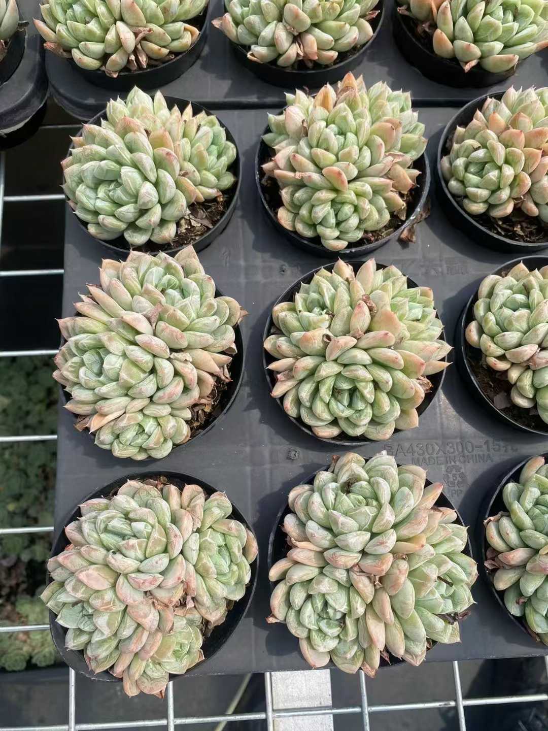 多肉植物 エルサグン 30株セット 3号鉢 品番AF00010