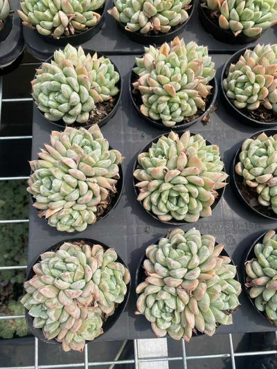 多肉植物 エルサグン 30株セット 3号鉢 品番AF00010