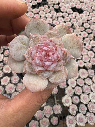 多肉植物 ピンバレエ 50株セット 2号鉢 品番AD00244