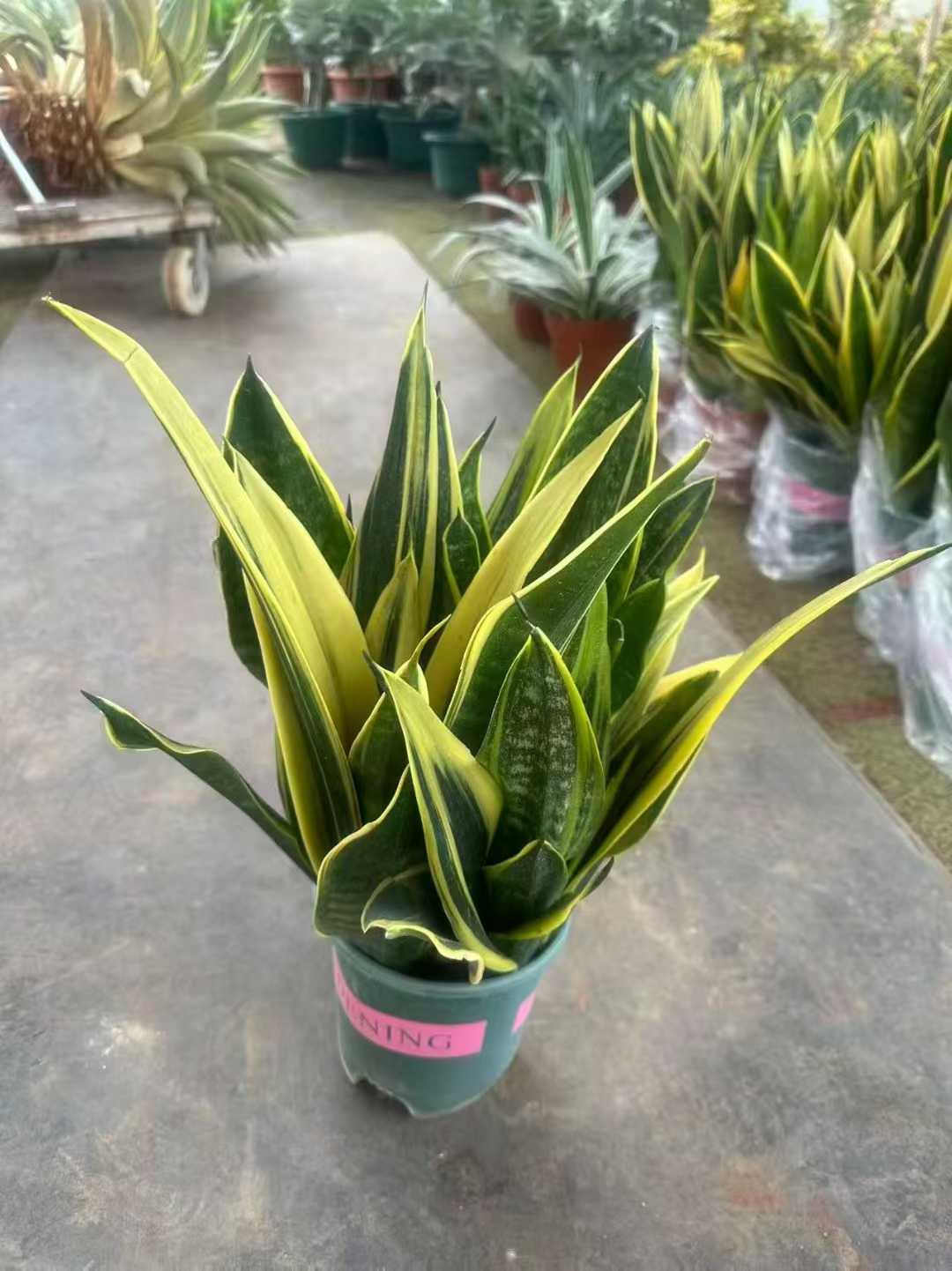 多肉植物 オウゴンラン 8株セット 6号鉢 品番ZG00041