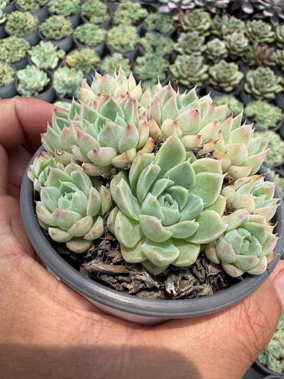 多肉植物 ヘレナ 36株セット 3号鉢 品番AD00176