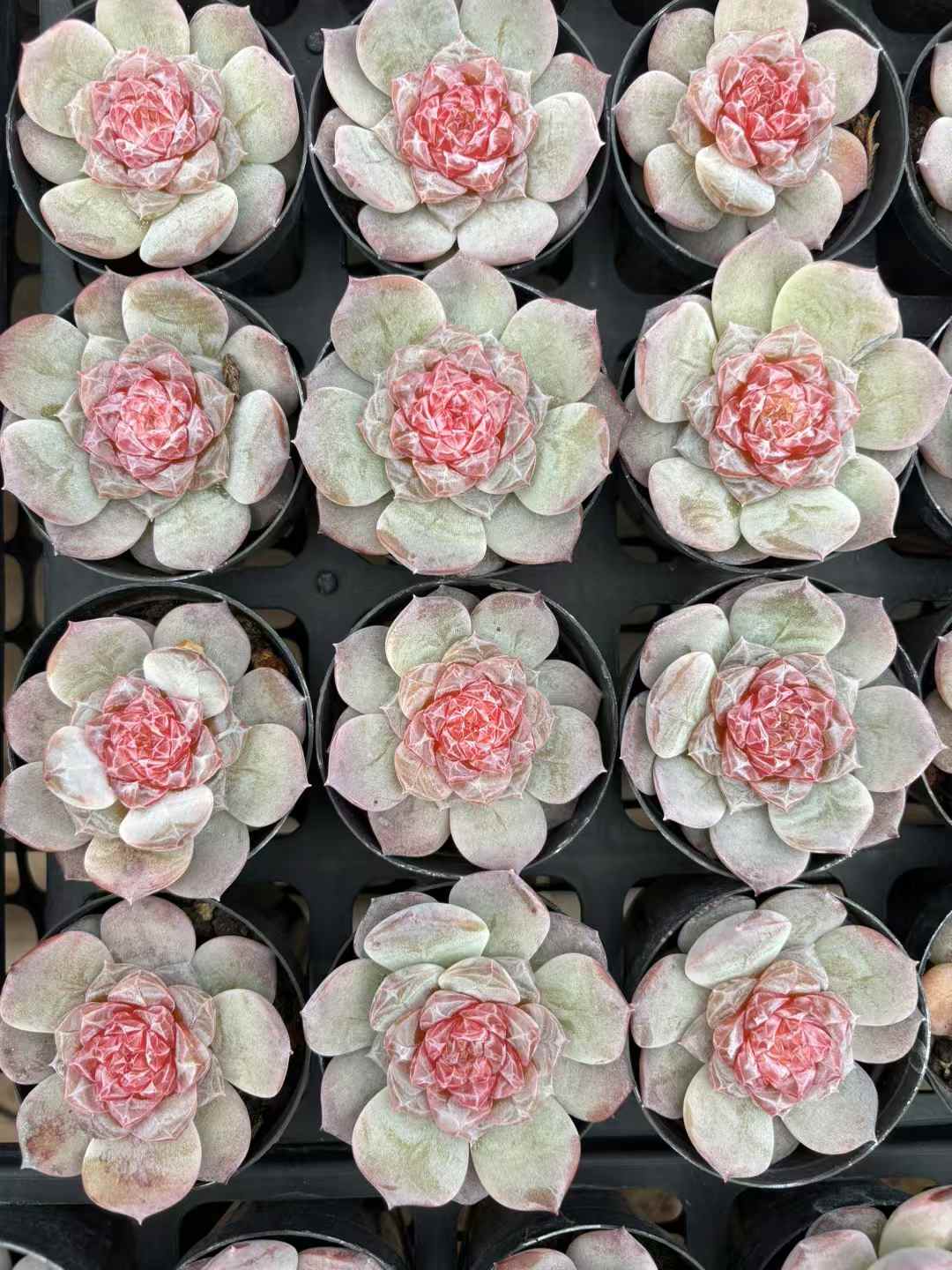 多肉植物 りかぼう 50株セット 2.5号鉢 品番AD00246
