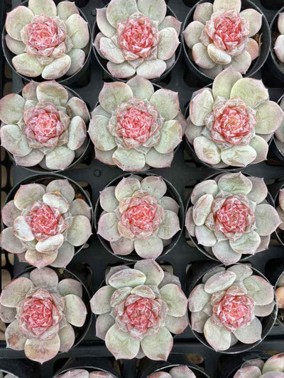 多肉植物 りかぼう 50株セット 2.5号鉢 品番AD00246
