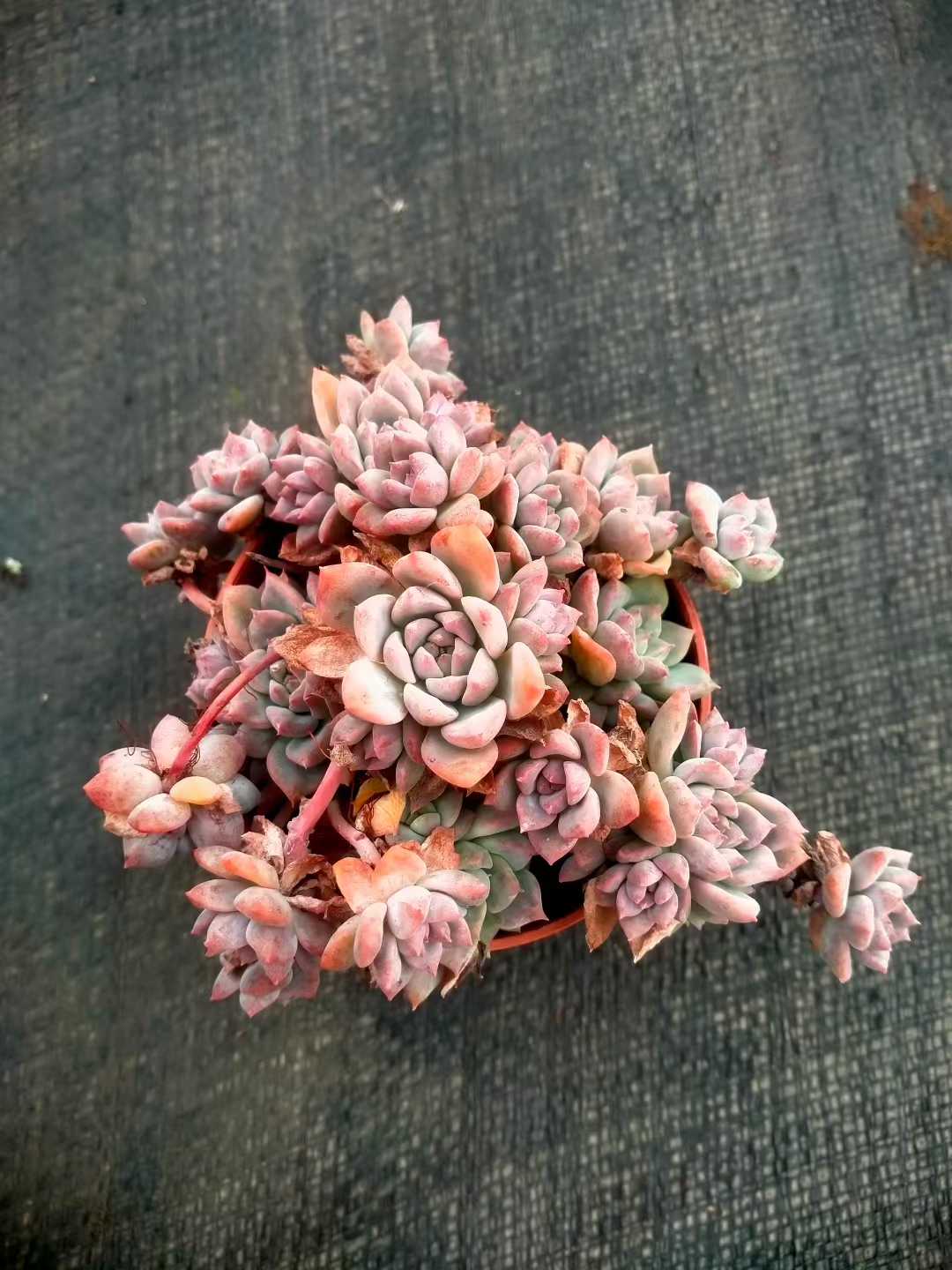 多肉植物 ピンクバイン 35株セット 3号鉢 品番ZG00046