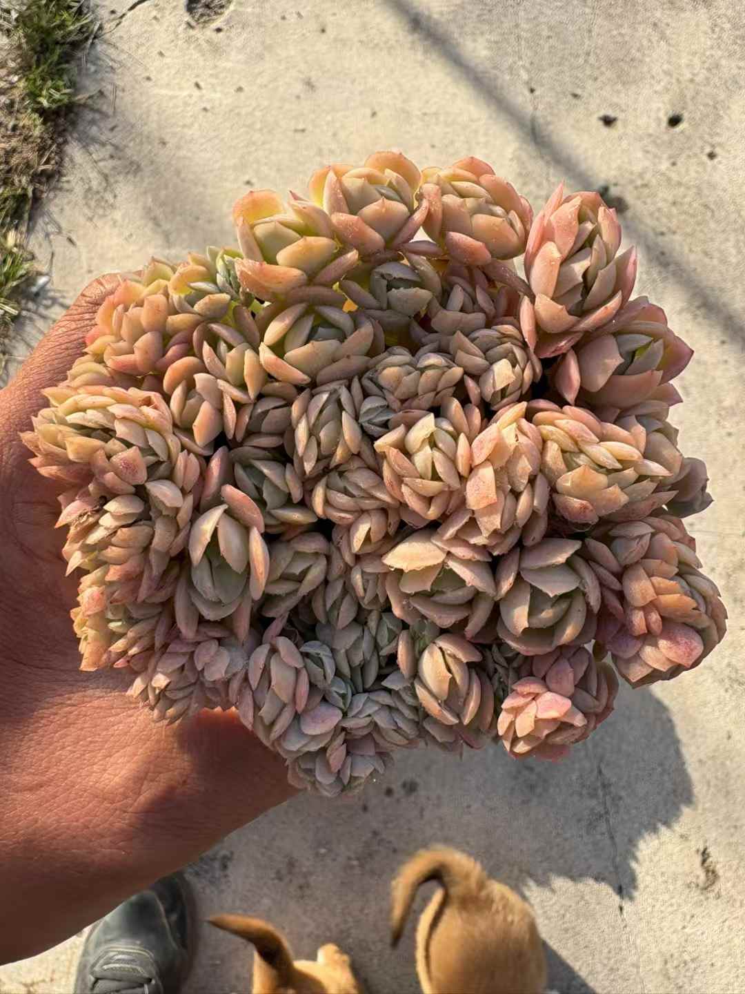 多肉植物 ベリーけい 18株セット 3号鉢 品番AD00230