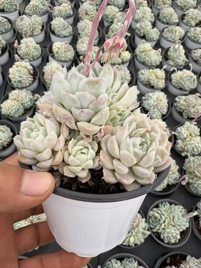 多肉植物 はくげつえい 36株セット 3号鉢 品番AD00146