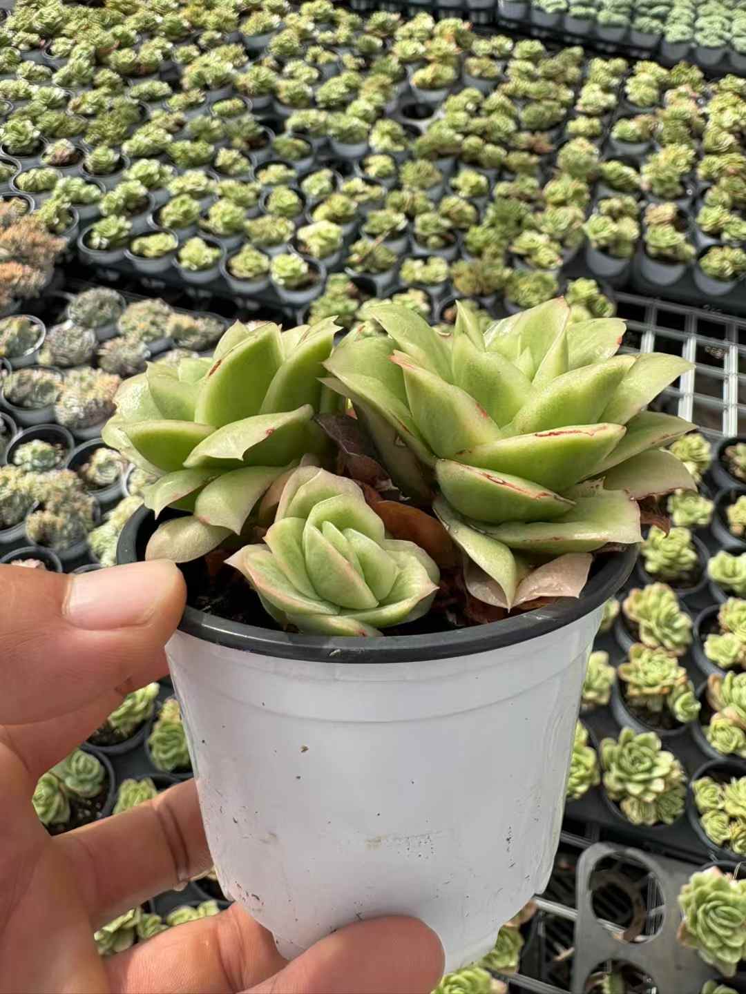 多肉植物 こおりばらにしき 30株セット 3号鉢 品番AD00220