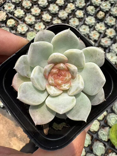 多肉植物 フロイト 50株セット 2.5号鉢 品番AD00068