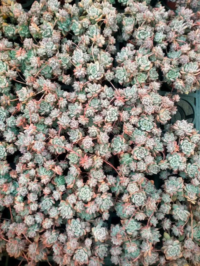 多肉植物 ピンクバイン 35株セット 3号鉢 品番ZG00046