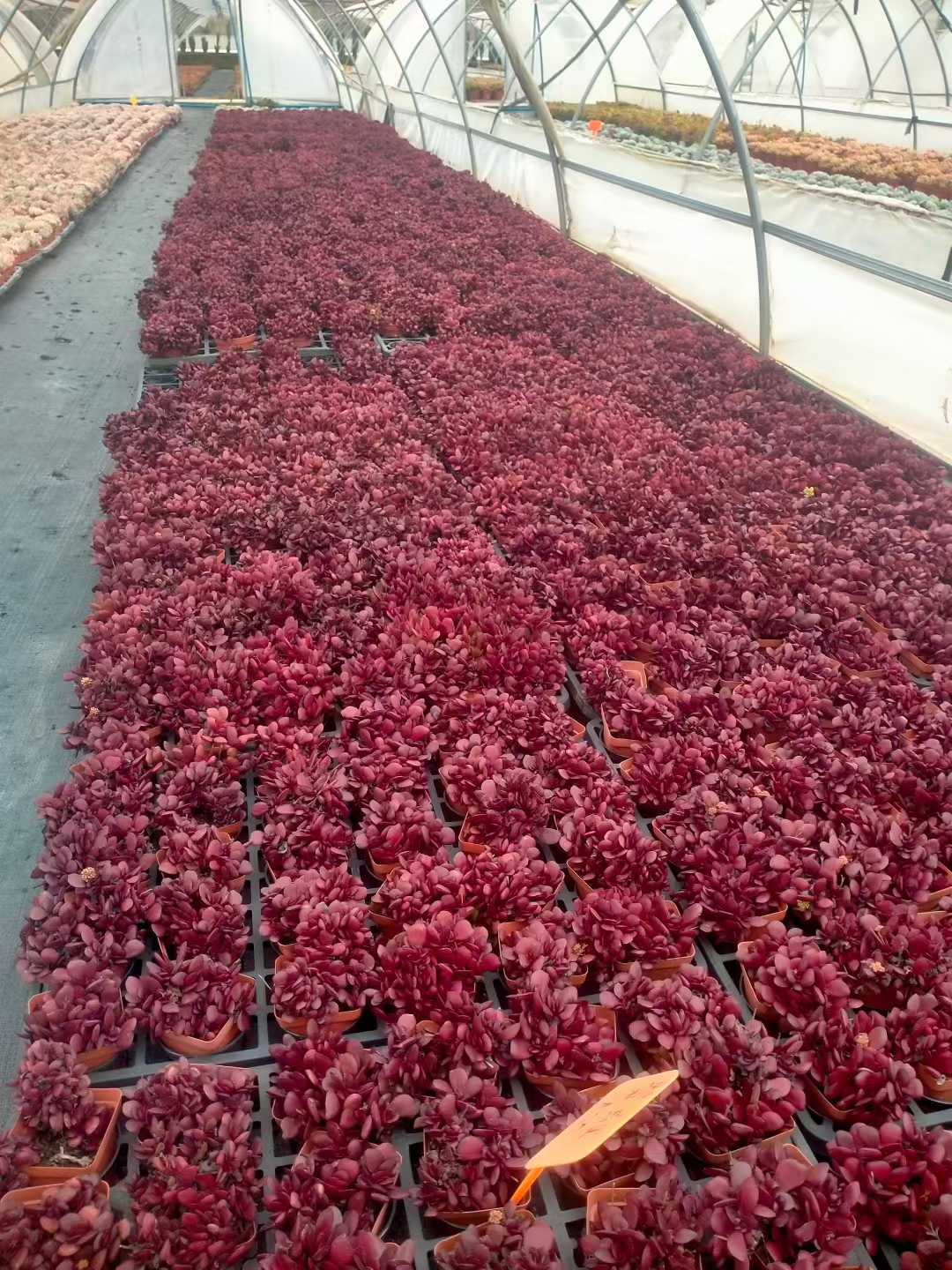 多肉植物 シチョウ 48株セット 2.5号鉢 品番ZG00043