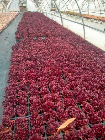 多肉植物 シチョウ 48株セット 2.5号鉢 品番ZG00043