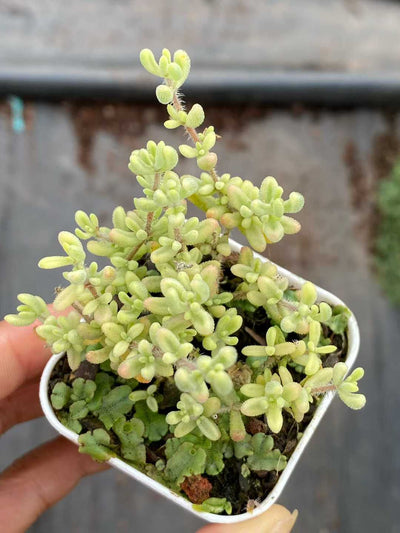 多肉植物 ルビー・ニシキ 50株セット 2号鉢 品番AA00112