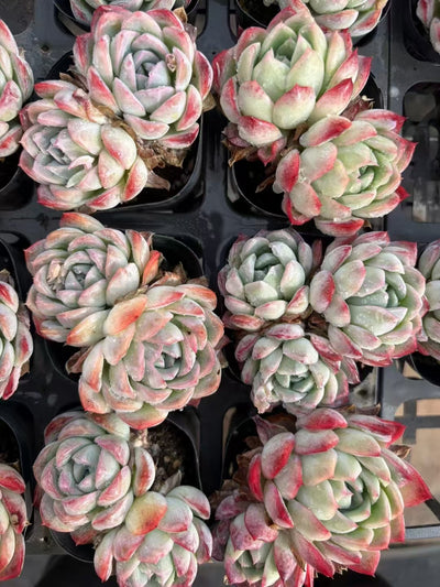 多肉植物 ササジョオウ 50株セット 2.5号鉢 品番AD00096