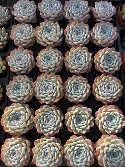 多肉植物 ゆきがお 50株セット 2.5号鉢 品番AD00229