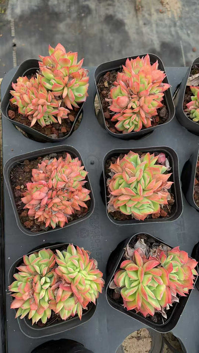 多肉植物 キラドド 50株セット 2.5号鉢 品番AE00003