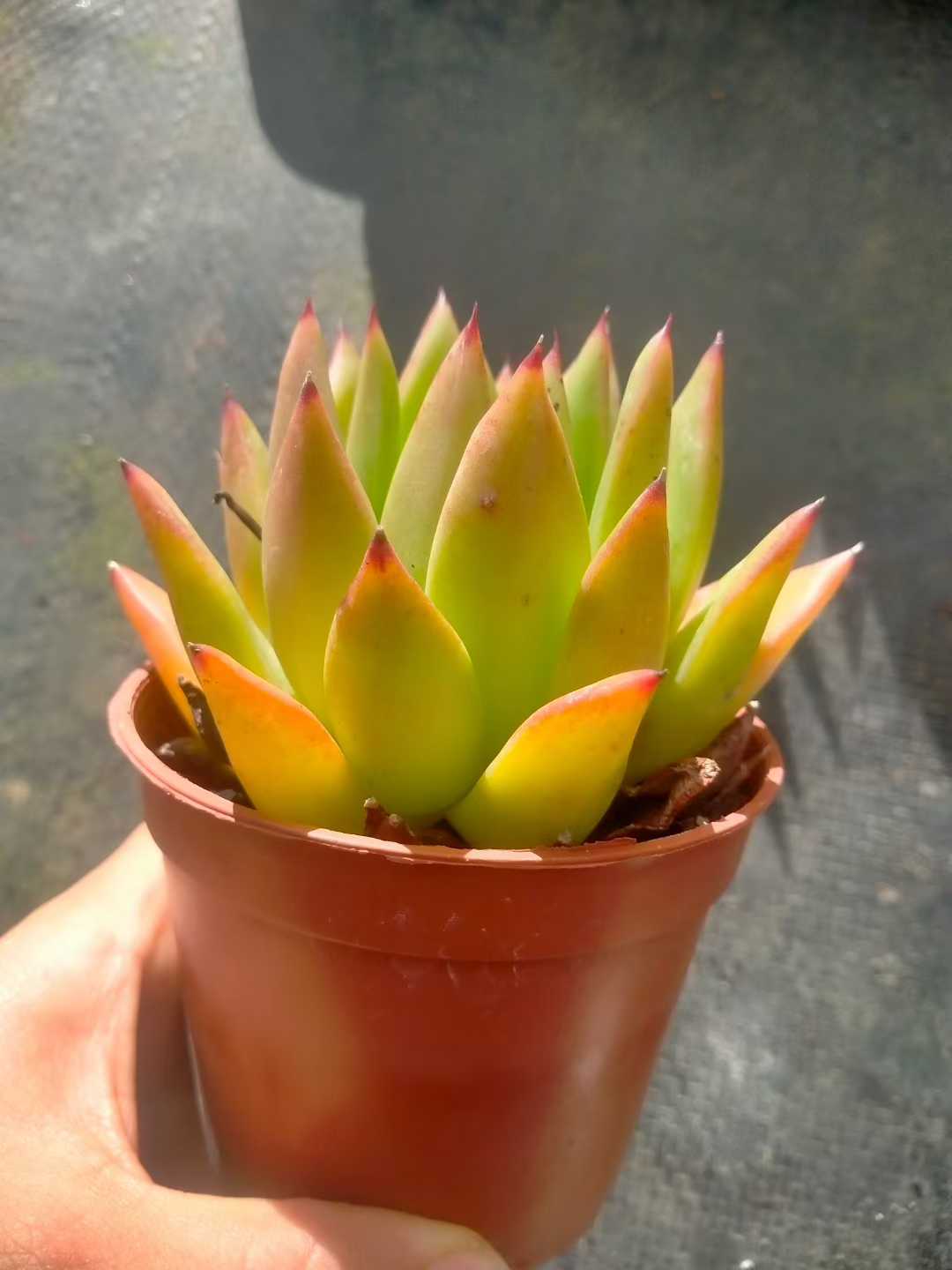 多肉植物 トウウンザ 35株セット 3号鉢 品番ZG00071